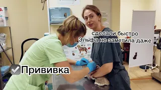 Ориентальный котёнок. Прививка и чипирование .