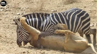 TRAGIC! 7 Moments Lion Attack Zebra | ATP Earth