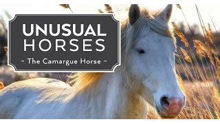 Unusual Horses: Camargue Horse