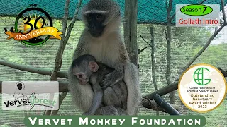 Orphan baby monkey and their new foster monkey moms