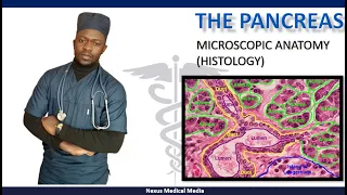 Pancreas |Histology (Microscopic Anatomy)