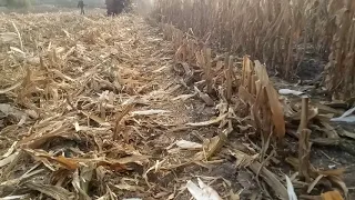 Молотим кукурудзу Нива ск5 2020 частина 2