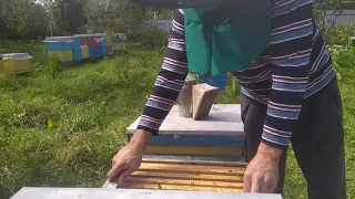Формування бджолиного гнізда в зиму