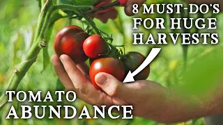8 Must-Do's for an INCREDIBLE Tomato Crop!