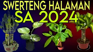SWERTENG HALAMAN SA 2024 || MAGPAPASOK NG MARAMING PERA