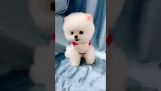 [Tiktok] Funny and Cute Pomeranian dog #133 #Shorts