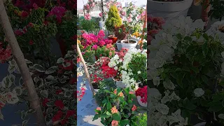 terrace garden overview part 9 | bougainvillea flowers blooming | summer gardening | #gardening