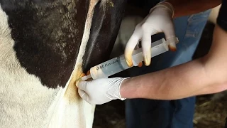 ЛЕЧЕНИЕ МАСТИТА. Надвыменная блокада. Treatment of mastitis. Novocaine blockade.