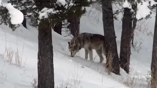 Judge lets Montana wolf season proceed