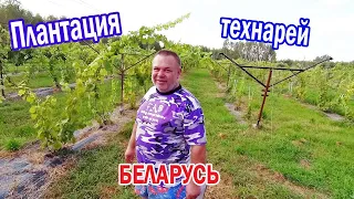 🔴🔴Огромный Виноградник с техническими сортами винограда. Виноград Беларуси.