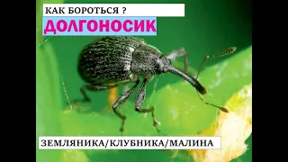 Как бороться с долгоносиком на клубнике?