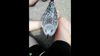 Baby Seagull Wants Food