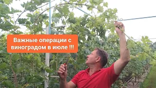 Чеканка и пасынковка винограда в июле.