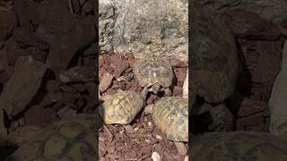 Tortoise Battle