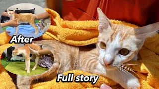 Full story: rescue a cat that was fall down from the building 10 meters ( before and after)