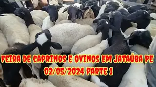 Feira de caprinos e ovinos Em Jataúba PE 02/05/2024/ parte 1