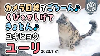 【旭山動物園】カメラ目線でごろ〜んすりすり❄️小首をかしげてきょとん♪ユキヒョウのユーリ❄️🐆[Asahiyama Zoo] Snow Leopard, Juli.