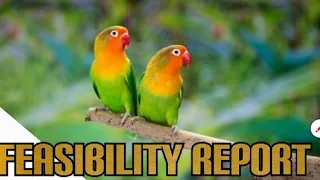 Green #Fischer Love Bird #Business #feasibility report