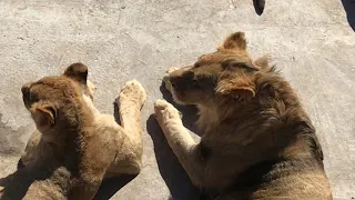 Нежность молодой пары львов! Тайган The tenderness of a young pair of lions! Taigan