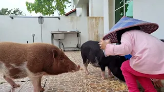 孙女喂猪猪