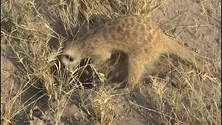 Meerkat, Safari, Planet Baobab, Botswana