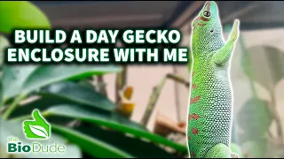 Building a Bioactive enclosure for Day Geckos