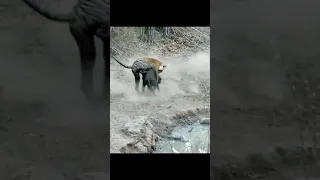 Tiger vs Wild boar #shorts / #wildlife