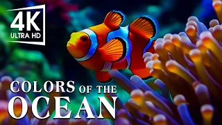 The Best 4K Aquarium - The Colors of the Ocean, The Sound Of Nature #1