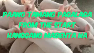 PAANO ANG TAMANG PAG ALAGA FROM BIIK HANGANG MABENTA ANG MGA FATTENERS NATIN | KABAGIS VLOGS SAGUTIN