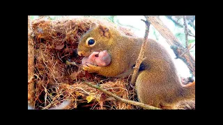 Eichhörnchen klammert sich um Hilfe bittend an einen Mann, weil ihr Junges in Schwierigkeiten ist