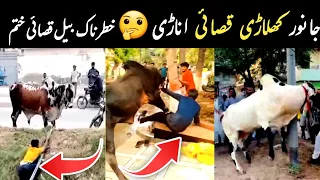 Funny Qurbani Animals😝Qasai Anari Janwar khelari 🤔Hilarious Animal Qurbani Fails