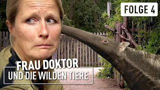 Ameisenbär mit Flausen im Kopf | Frau Doktor & die wilden Tiere | (4/4)