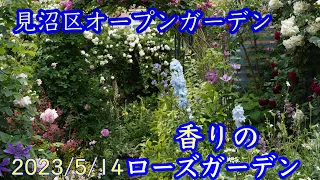 【4K見沼区オープンガーデン2023 香りのローズガーデン 個人邸】 🌹オールドローズに包まれたガーデンPrivate garden