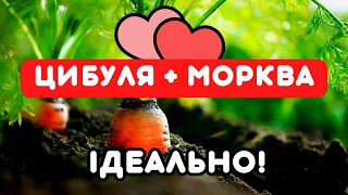 ЧОМУ ПОТРІБНО посадити цибулю поруч з морквою! Ідеальне сусідство!