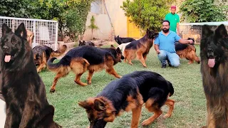 Best Quality German shepherds female and male ready to Export