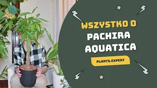 Pachira aquatica, Pachira wodna, Drzewko Pieniędzy, Jak uprawiać Pachirę? Jaka ziemia dla Pachiry?