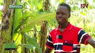 How to profit from the different varieties of bananas in Uganda | SEEDS OF GOLD