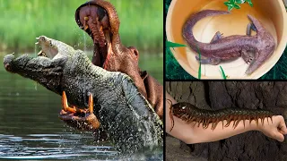 Most Dangerous & Venomous Animals On The Planet