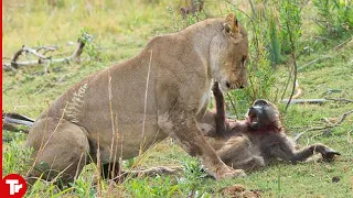 10 Times Baboons Trolling Went Horribly Wrong
