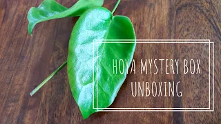 Hoya Mystery Box | I just got lucky!!!