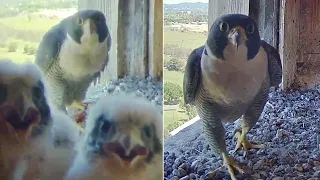 FalconCam Project~Excitement in the box😇😊 Cilla is cleaning the camera lens! ~1:10 pm 2023/10/31