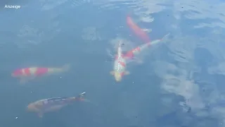 Modern Koi Blog #5275 - Tim in Japan: Ein Besuch am Elterntiernaturteich Mizukoshi