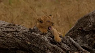 Top 20 cutest baby lions in the world.(11-9) [African Safari Plus⁺] 186