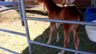 Baby horse scared by own fart