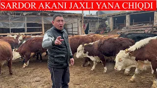 SARDOR AKANI YANA JAXLI YOMON CHIQDI MOLLARNI NARXLARI ARZON QIVORDI🐂