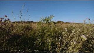 Adaptive Grazing 101: Why is a Diverse Pasture a Good Investment?