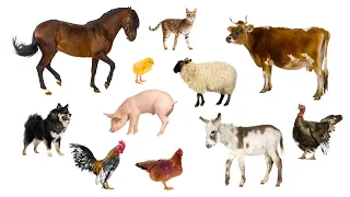 Учим Животных по Системе Монтессори🐓🐎Развивающие Мультики для Детей про животных