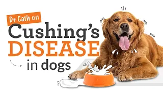 Cushing's Disease in Dogs - Symptoms, Risks & Treatment