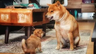 AMGERY daddo / Shiba Inu puppies (with captions)