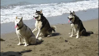 NOOK, SHERPA  and K'EYUSH ..  having fun on the beach .. 2015